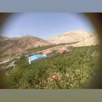 انار دماوند|عمده‌فروشی|دماوند, دماوند|دیوار
