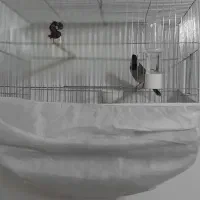 سهر اهوازی بخوان