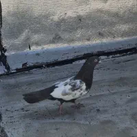 ماده سینه سرکی