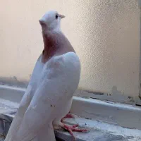 جوجه طوقی نر