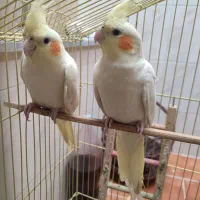 یک جفت عروس هلندی