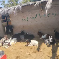 بز کهرداار