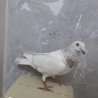 کله هما ماده درشت
