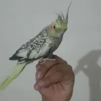 عروس هلندی