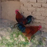 خروس|حیوانات مزرعه|محلات, |دیوار