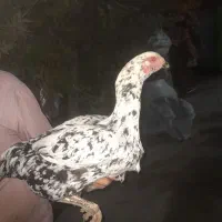 لاری|حیوانات مزرعه|مشگین شهر, |دیوار