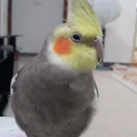 عروس هلندی گمشده|حیوانات|بندر ماهشهر, |دیوار