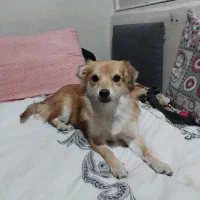 پامر