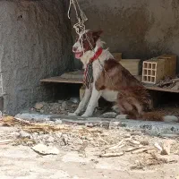 سگ سرخ