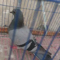 کفتر طوقی وسبز|پرنده|بندر ماهشهر, |دیوار