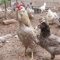 خروس گلین طوسی