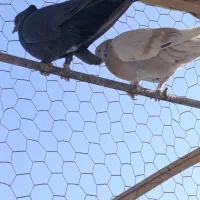 گفتر اصفهانی نر7عدد2عددماده|پرنده|برخوار, |دیوار