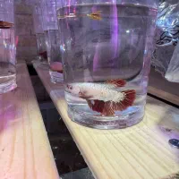 ماهی فایتر رنگ‌بندی متفاوت کیفیت بالا ۹