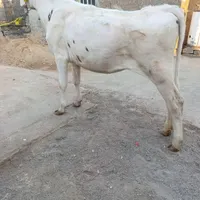 گوساله یا گاو‌ ماده آلمانی سیمینتال|حیوانات مزرعه|اهواز, کیانشهر|دیوار