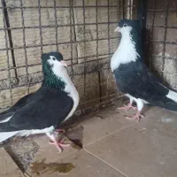 دمگیر سیاه پشت کاکلی و ی بوم طوق ماده