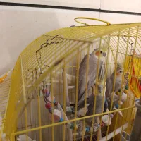 عروس هلندی
