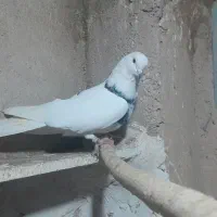 کبوتر پرشی|پرنده|رزن, |دیوار