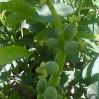 فروش نهال گردوی زود بار ده