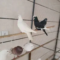 8 عدد کبوتر غریبگیری یک میلیون تومان