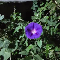 2 تن لوبیا چیتی