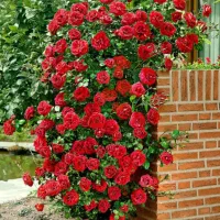 ساوالان باغ شهری