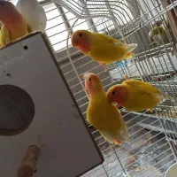 طوطی کوتوله برزیلی|پرنده|رفسنجان, |دیوار