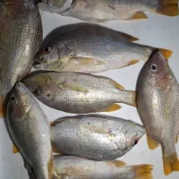 ماهی سرخو محلی تازه صید