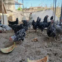 تخم نطفه دار گلین لری اصیل|حیوانات مزرعه|فولادشهر, زاینده رود|دیوار