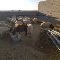 فروش ۵۰ راس بره چاق ۳۰ تا ۴۵کیلوگرم|حیوانات مزرعه|سیرجان, |دیوار