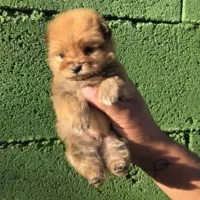 سگ آپارتمانی|سگ|بهبهان, |دیوار