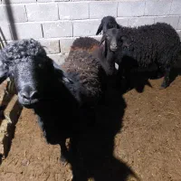 بره نر قره قزل افشاری