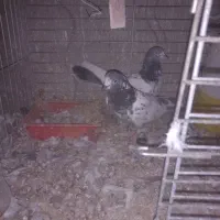 پرنده|پرنده|امیرآباد, |دیوار