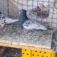 کله سیاه جفتکا|پرنده|مه ولات, |دیوار