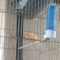 قناری مست بخون سهره