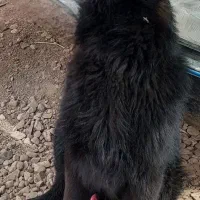 گمشده ب یابنده ده میلیون مژدگانی  میدم