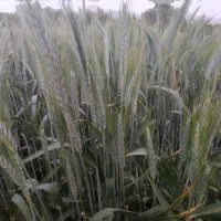 بذر گندم 400کیلو|گل و گیاه طبیعی|بانه, |دیوار