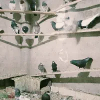 کبوترملقی