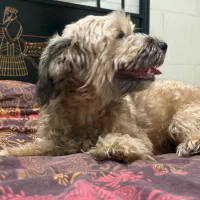 سگ ماده|سگ|یزد, |دیوار