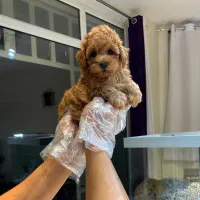 توی و تاینی پودل|سگ|تهران, زعفرانیه|دیوار