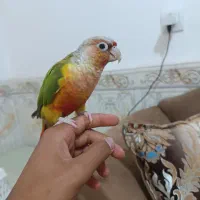 طوطی گرینچیک سه ساله دستی