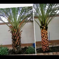 بریدن نخل و درخت قطع نخل هرس کردن نخل .استاد نخل