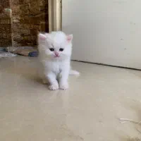 فروشگاه گربهها ( پرشین / بریتیش / اسکاتیش )|گربه|شیراز, ارم|دیوار