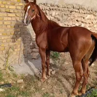 اسب‌فروشی|اسب و تجهیزات اسب‌سواری|آوج, |دیوار