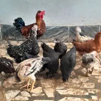 مرغ و خروس|حیوانات مزرعه|مرزیکلا, |دیوار