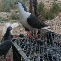 کفتر پرشی رنگی و المانی