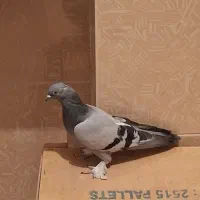 سبز هل پاپر درجه یک|پرنده|مرودشت, ابوذر جنوبی|دیوار