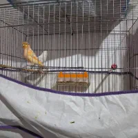 قناره فروشی