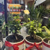 گل بنسای درختچه بنسای گل آپارتمانی|گل و گیاه طبیعی|تهران, گلستان (شهرک راه آهن)|دیوار