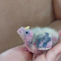 جوجه عروس هلندی ۳۳ روزه