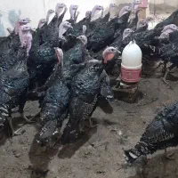 بوقلمون فروش تک و تعداد